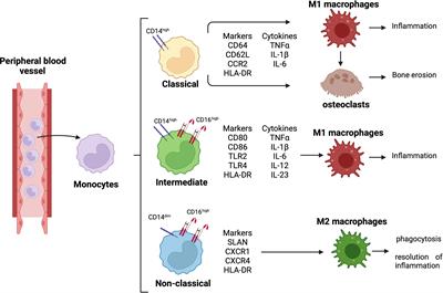 Frontiers | The Role of M1/M2 Macrophage Polarization in
